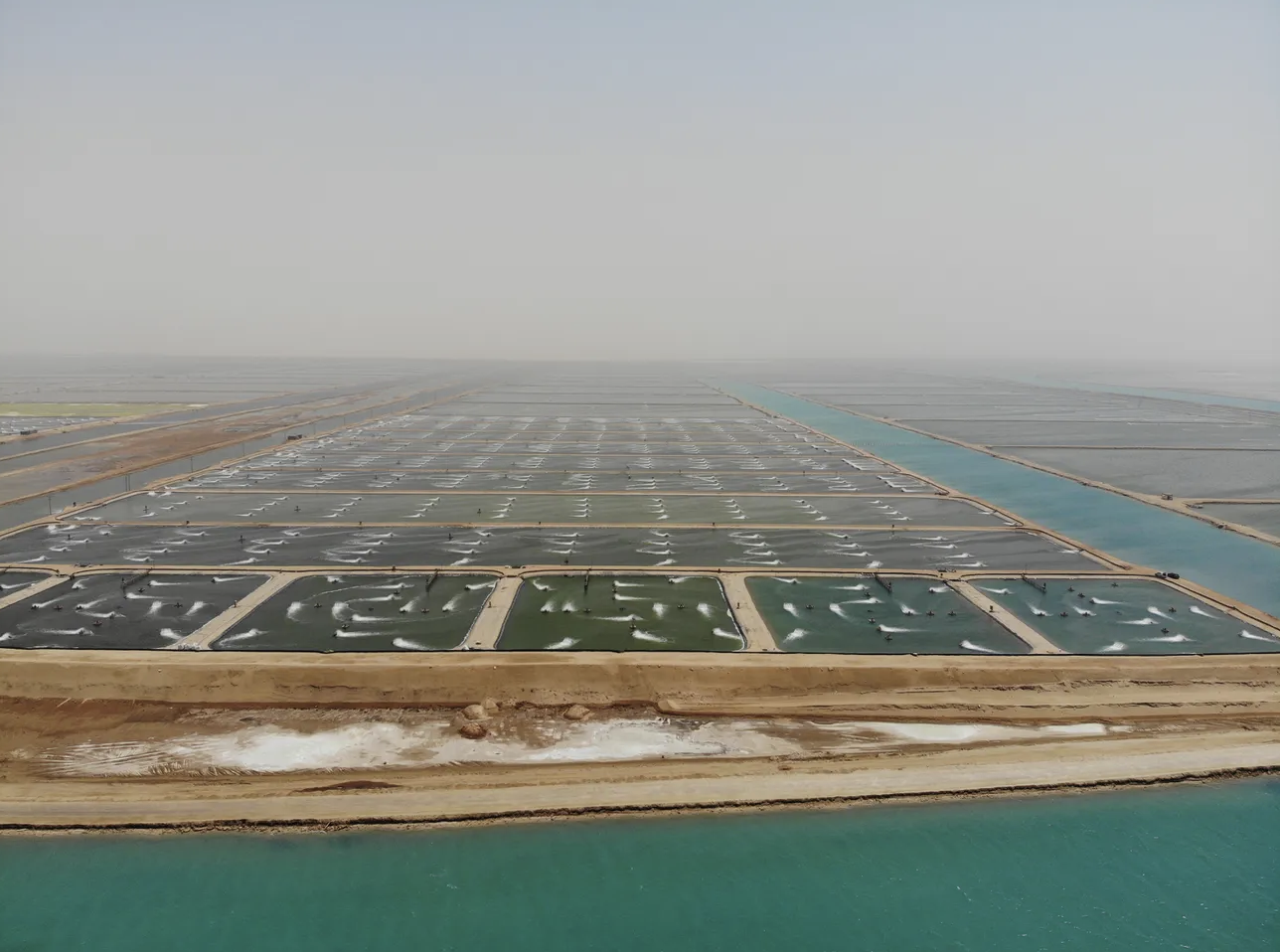 ¿Qué modelo de cultivo de camarón garantizará el éxito a largo plazo?